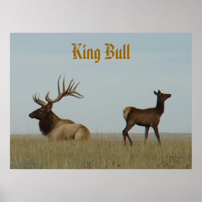 E5 Bull Elk och Yearling Poster (Framsidan)