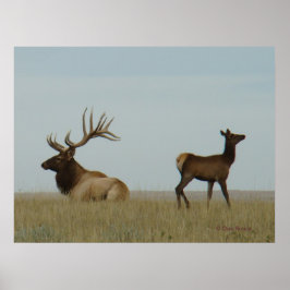 E5 Bull Elk och Yearling Poster