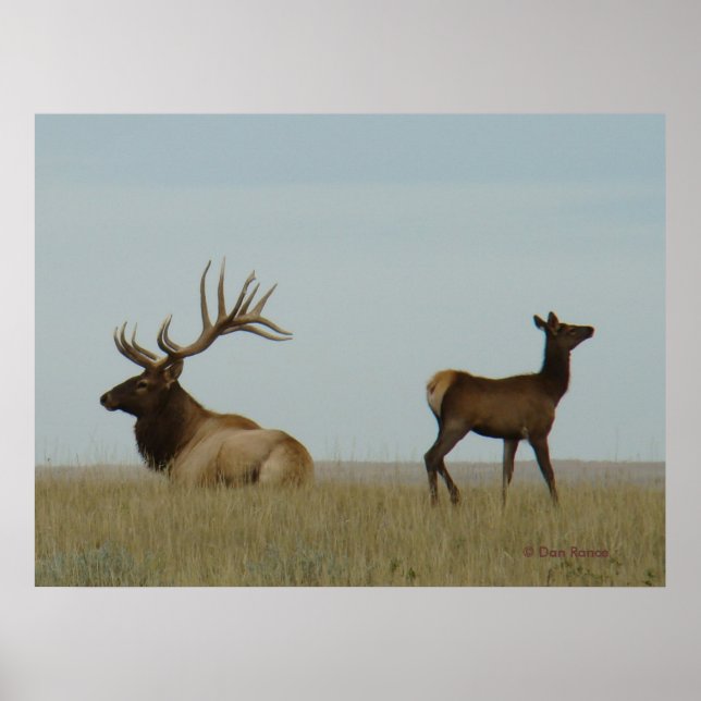 E5 Bull Elk och Yearling Poster (Framsidan)