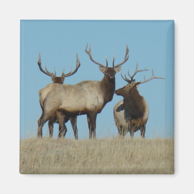 E60 Bull Elk Himlar Lining Magnet (Framsidan)
