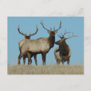 E60 Wapiti på himmelsrand Vykort