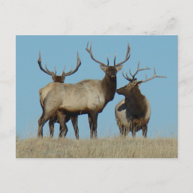 E60 Wapiti på himmelsrand Vykort (Framsida)