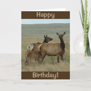 E61 Blå Elk och Kalf Kort