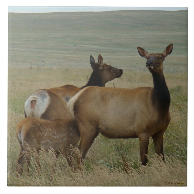 E61 Kow Elk och Calf Kakelplatta (Framsidan)