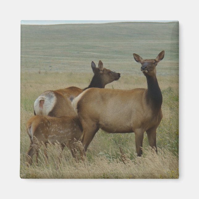 E61 Kow Elk och Calf Magnet (Framsidan)