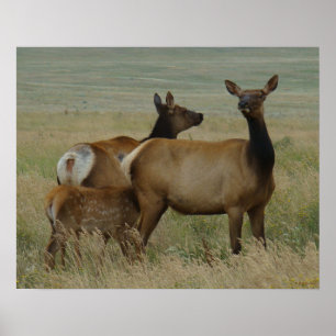 E61 Kow Elk och Calf Poster
