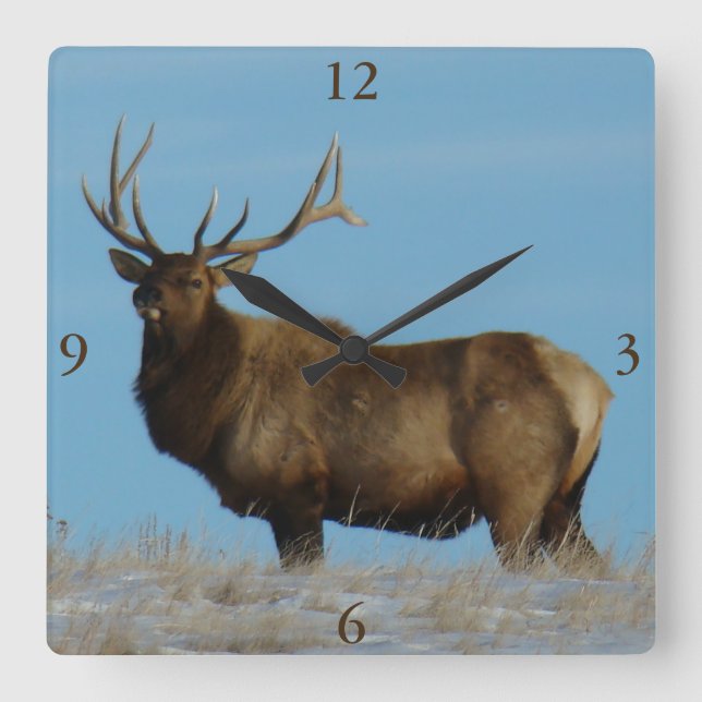 E62 Bull Elk Himlar Lining Fyrkantig Klocka (Framsida)