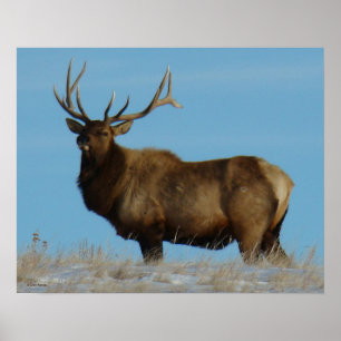 E62 Bull Elk Himlar Lining Poster