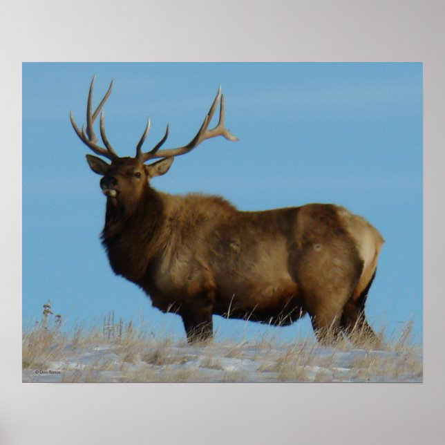 E62 Bull Elk Himlar Lining Poster (Framsidan)