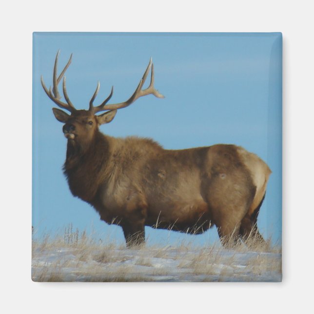 E62 Bull Elk Sky Lined Magnet (Framsidan)