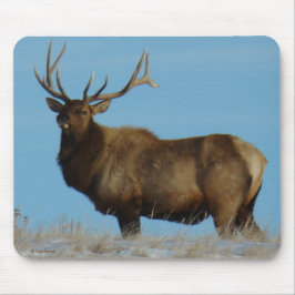 E62 Bull Elk Sky Lined Musmatta