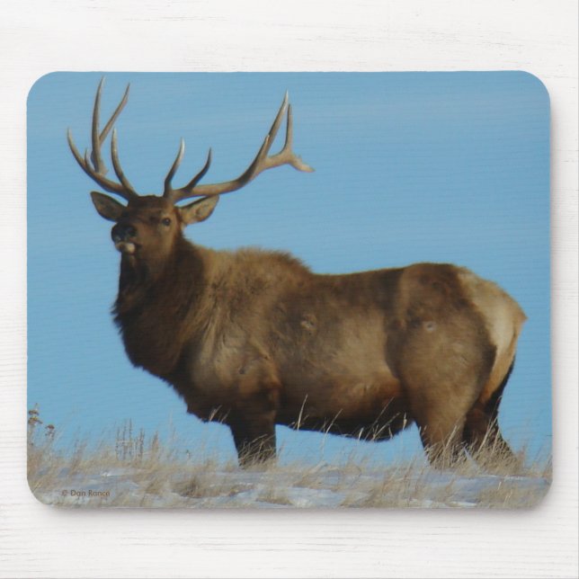 E62 Bull Elk Sky Lined Musmatta (Framsidan)