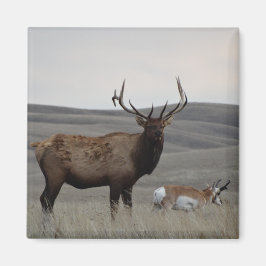 E63 Bull Elk och Pronghorn Antelope Magnet