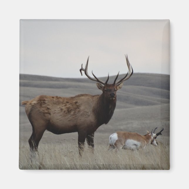 E63 Bull Elk och Pronghorn Antelope Magnet (Framsidan)