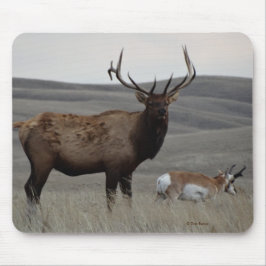 E63 Bull Elk och Pronghorn Antelope Musmatta