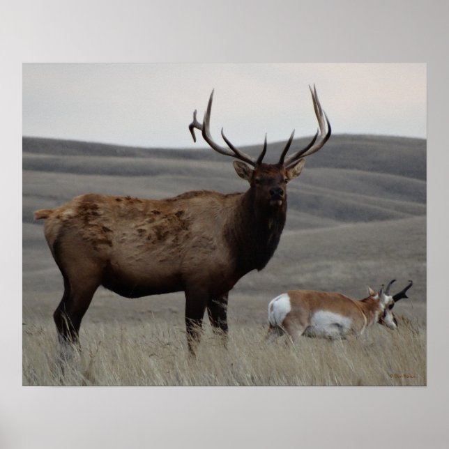 E63 Bull Elk och Pronghorn Antelope Poster (Framsidan)