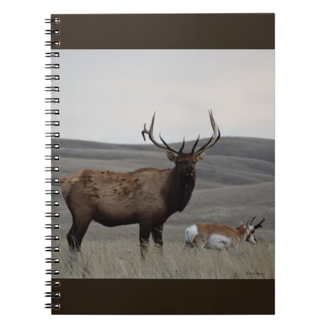 E63 Elkbulle och gaffelantilopbuck Anteckningsbok (Framsidan)