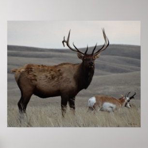 E63 Tjur Elk och Gaffelantilop Poster
