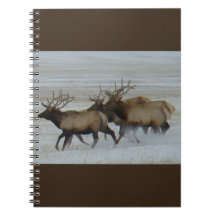 E64 Bull Elk Running i Snö