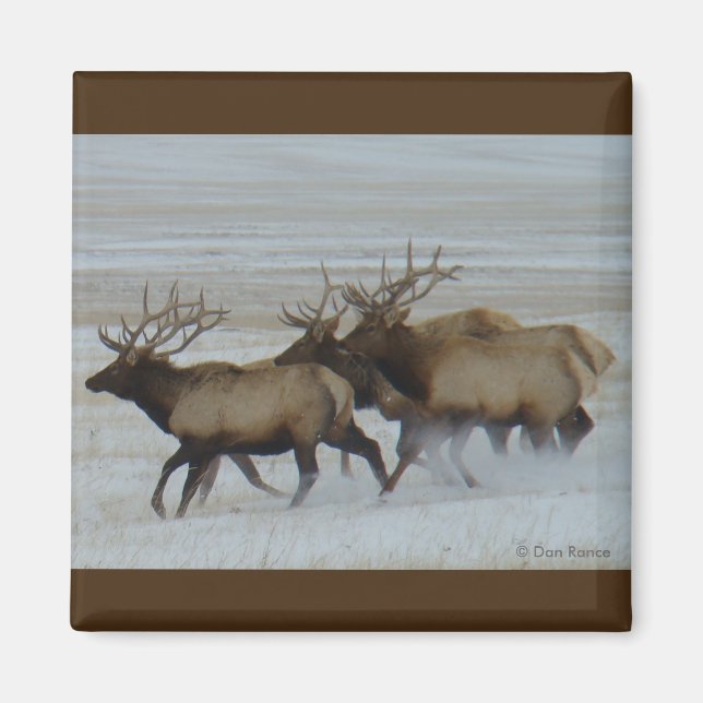 E64 Bull Elk Running Magnet (Framsidan)