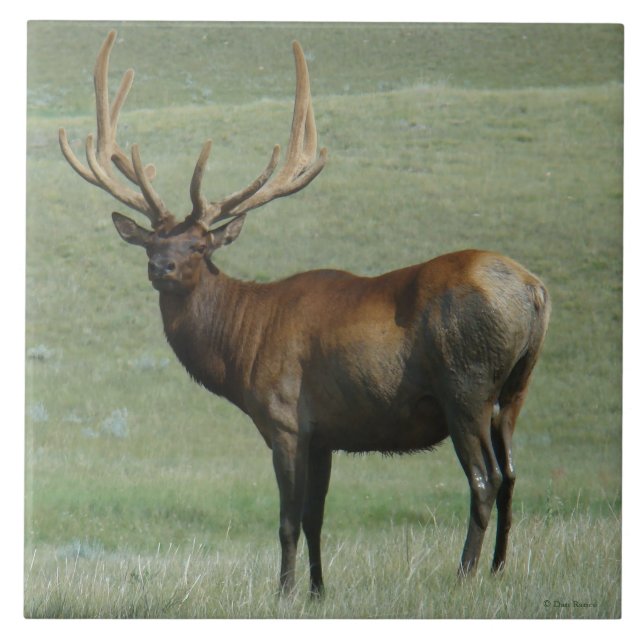 E65 Wapiti-Tjur Lerig Tjur i Sammet Kakelplatta (Framsidan)