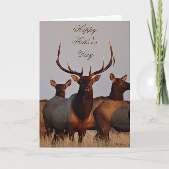 E66 Bull Elk and Cows Helgkort (Framsida)