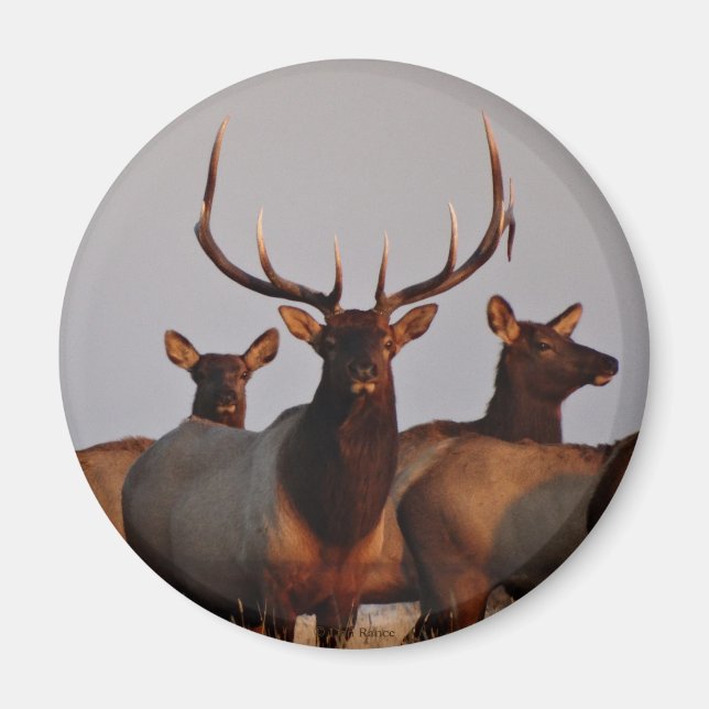 E66 Bull Elk and Cows Magnet (Framsidan)