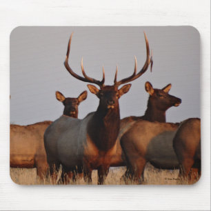 E66 Bull Elk and Cows Musmatta