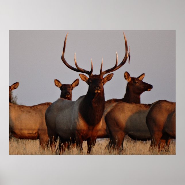 E66 Bull Elk and Cows Poster (Framsidan)