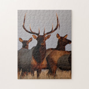E66 Bull Elk and Cows Pussel
