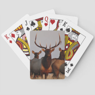 E66 Elkbulle och kor Casinokort