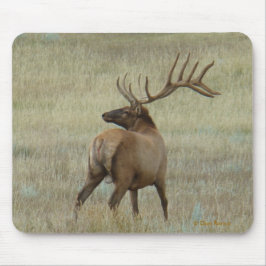 E6 Bull Elk in Velvet Musmatta