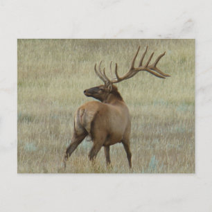 E6 Bull Elk in Velvet Vykort