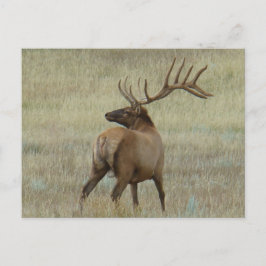 E6 Bull Elk in Velvet Vykort