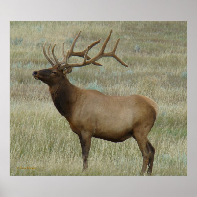 E8 Bull Elk in Velvet Poster (Framsidan)
