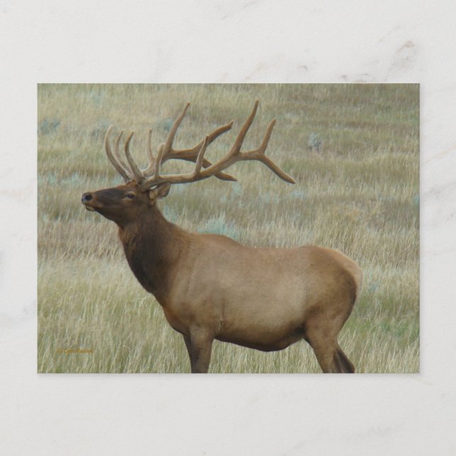 E8 Bull Elk in Velvet Vykort (Framsida)