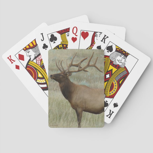 E8 Wapiti-tjur i samt Casinokort (Baksidan)