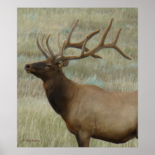 E9 Bull Elk in Velvet Head and Shoulders Poster (Framsidan)