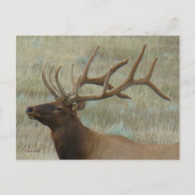 E9 Bull Elk in Velvet Head Profil Vykort (Framsida)