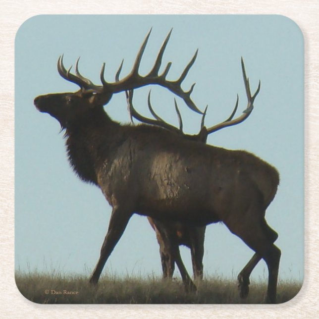 E 14 Big Bull Elk Silhouette Underlägg Papper Kvadrat (Framsidan)