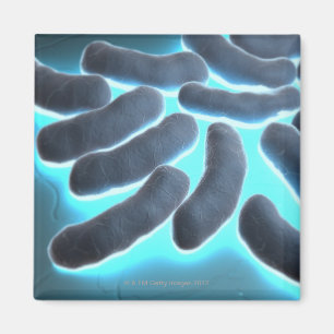 E-coli celler magnet