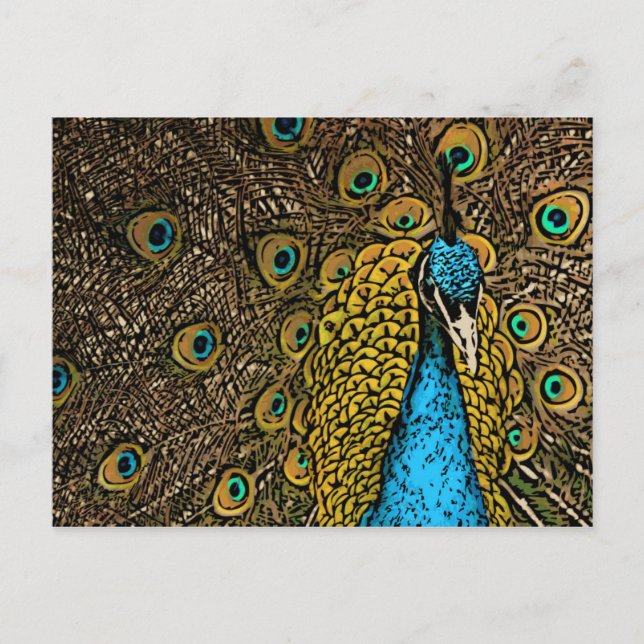 Eacock Splendor Illustration Vykort (Framsida)