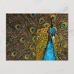Eacock Splendor Illustration Vykort