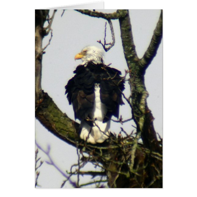 Eagle alltid vigilante ... hälsningskort (Framsidan)