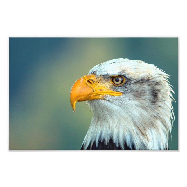Eagle Bild Fototryck (Framsidan)