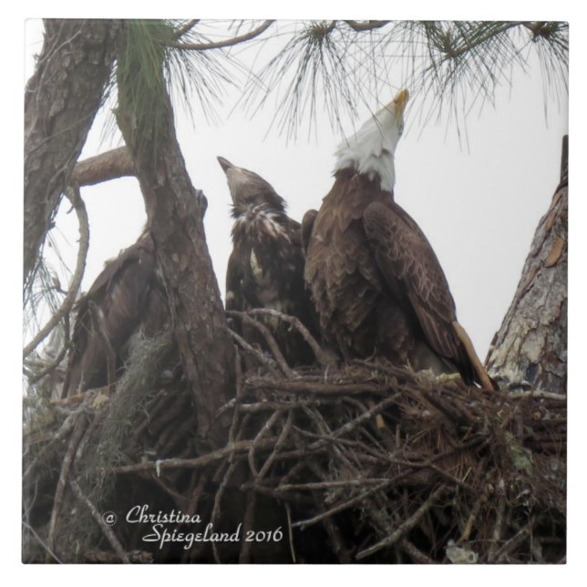 Eagle-familjen sjunger Spiegeland Tile Kakelplatta (Framsidan)