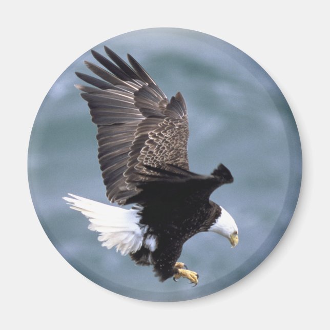 Eagle Flight Magnet (Framsidan)