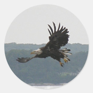 Eagle Flight Sticker Runt Klistermärke