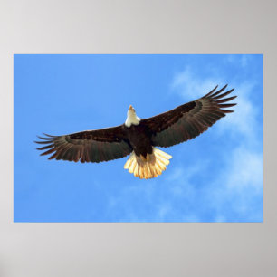 Eagle Flygande Poster
