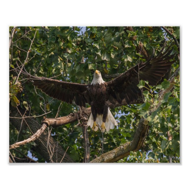 Eagle-flygning Fototryck (Framsidan)